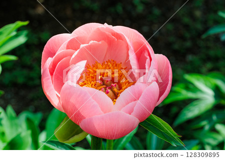 Beautiful and pretty orange peony flowers blooming in the garden Beautiful and pretty orange peony flowers blooming in the garden 128309895