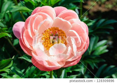 花園裡盛開著美麗而美麗的橙色牡丹花 128309896