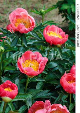 Beautiful and pretty orange peony flowers blooming in the garden Beautiful and pretty orange peony flowers blooming in the garden 128309903