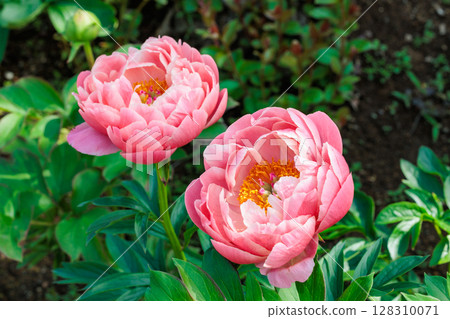 美麗而漂亮的粉紅色牡丹在花園裡綻放 128310071