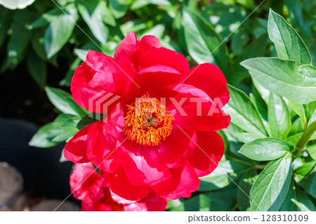 Beautiful and pretty red peony flowers blooming in the garden 128310109