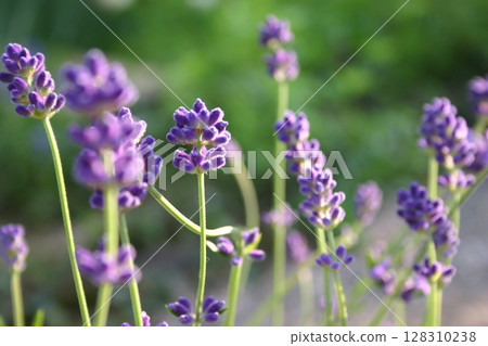 Lavender Purple Herb Relax Aroma 128310238