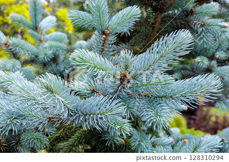 Close-up of beautiful new shoots of Colorado spruce in spring in forest 128310294
