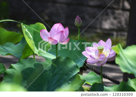 清晨盛開的一朵大粉紅蓮花 128310309