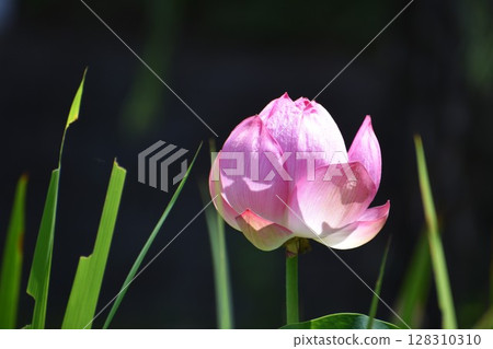 清晨盛開的一朵大粉紅蓮花 128310310