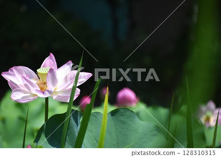 A large pink lotus flower blooming in the morning A large pink lotus flower blooming in the morning 128310315
