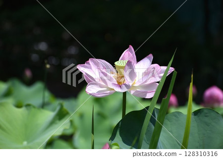 A large pink lotus flower blooming in the morning A large pink lotus flower blooming in the morning 128310316