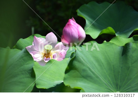 A large pink lotus flower blooming in the morning A large pink lotus flower blooming in the morning 128310317
