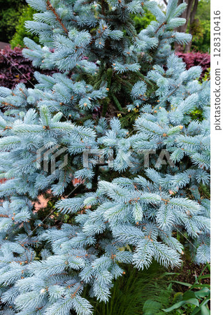 Beautiful new shoots of Colorado spruce in spring in the forest 128310416