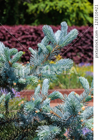 春天森林裡科羅拉多雲杉美麗的新芽 春天森林裡科羅拉多雲杉美麗的新芽 128310421