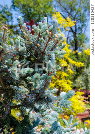 春天森林裡科羅拉多雲杉美麗的新芽 128310427