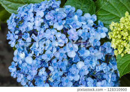 Beautiful Hydrangea macrophylla flowers blooming in the garden in early summer Beautiful Hydrangea macrophylla flowers blooming in the garden in early summer 128310900