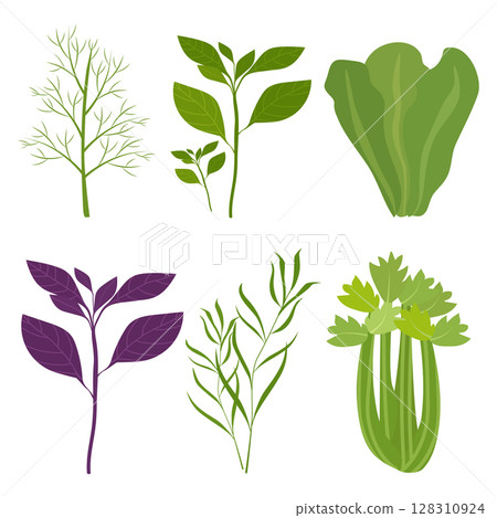 Organic salad greens. Basil, lettuce, dill, celery. Vector illustration isolated. 128310924