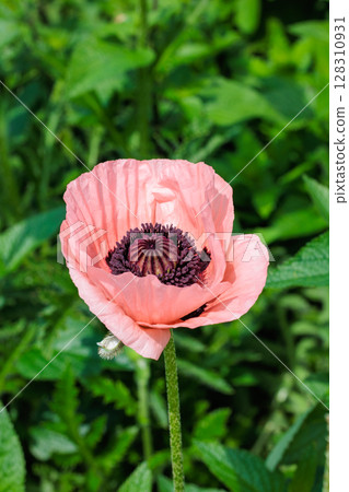 Poppy flowers blooming in the garden Poppy flowers blooming in the garden 128310931