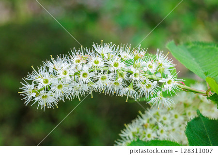 春天森林公園裡盛開的櫻花美麗 春天森林公園裡盛開的櫻花美麗 128311007