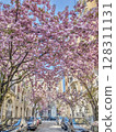 French cherry blossom trees 128311131
