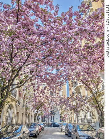 法國櫻花樹 128311131