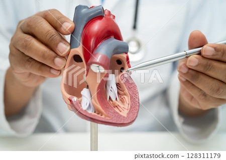 Cardiovascular disease CVD, Asian doctor holding human anatomy model for learn and treat heart disease. 128311179