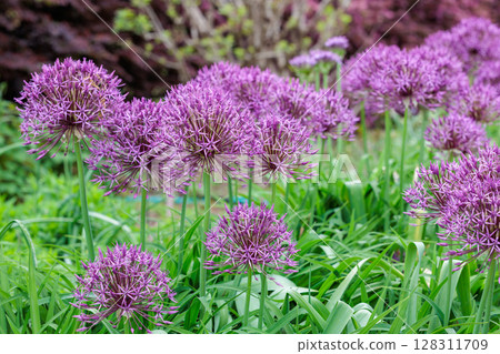 Purple Rain, a unique allium with spherical flowers 128311709