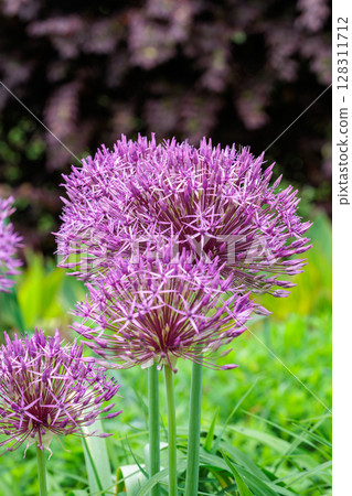 Purple Rain, a unique allium with spherical flowers 128311712
