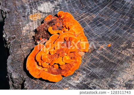 Bright orange oyster mushrooms emerge in summer 128311743