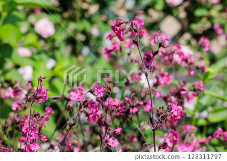 Beautiful red campion flowers blooming in the garden in early summer Beautiful red campion flowers blooming in the garden in early summer 128311797