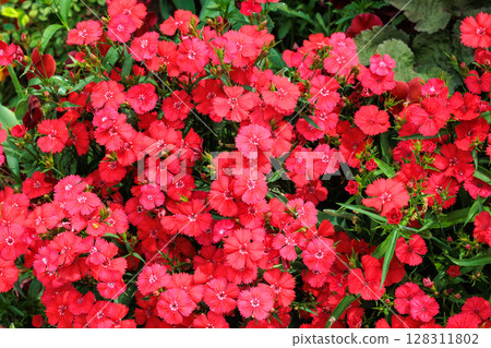 初夏花園裡盛開的紅石竹花 128311802