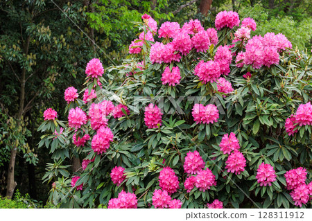 春季森林公園盛開的美麗粉紅杜鵑花 128311912