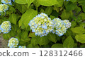 hydrangea   128312466