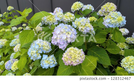 hydrangea   128312467