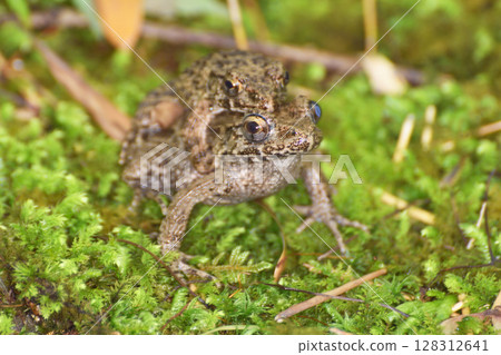 Friendly frogs at Enkoji Temple Friendly frogs at Enkoji Temple 128312641