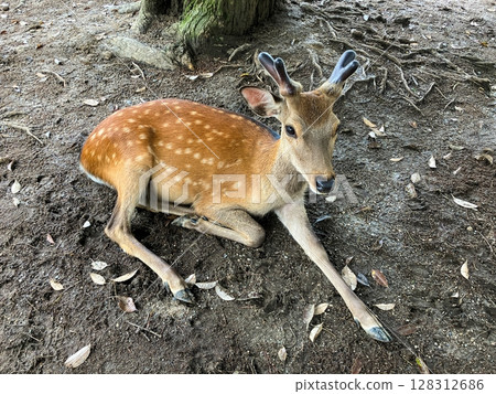 一隻雄性日本鹿坐在樹蔭下注視著我。 128312686