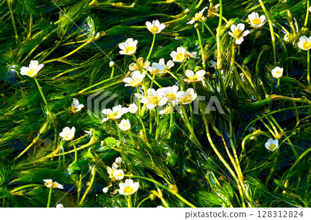 Cute white flower of the mallow Cute white flower of the mallow 128312824