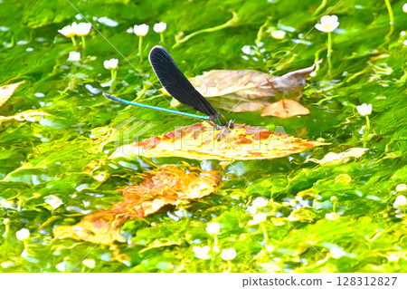 A dragonfly seen in the clear stream of the duck 128312827