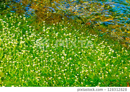 Plum blossoms of Jizo River in Samegai 128312828