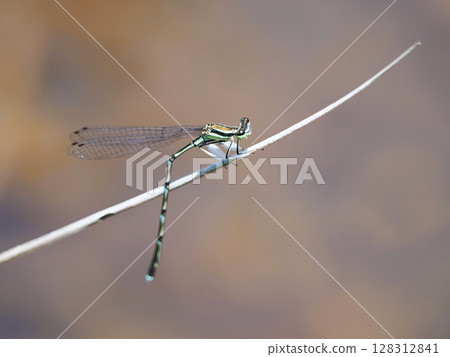 一隻蜻蜓棲息在樹枝上 128312841