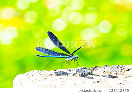A dragonfly seen in the clear stream of the duck 128312859