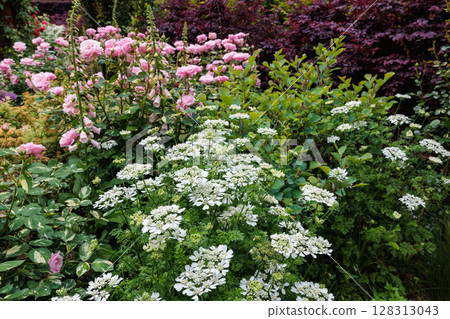 Beautiful pink roses and orlay flowers blooming in a garden in early summer Beautiful pink roses and orlay flowers blooming in a garden in early summer 128313043