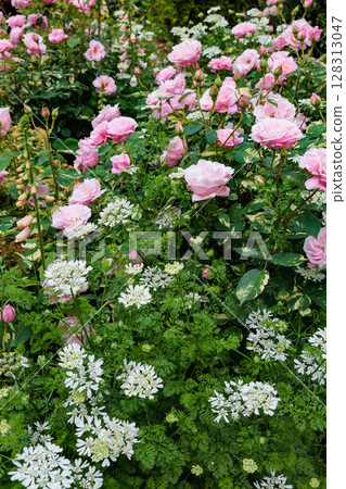 Beautiful pink roses and orlay flowers blooming in a garden in early summer 128313047