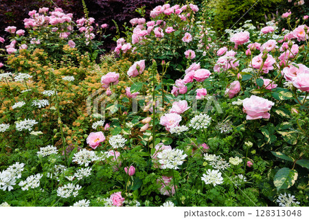 Beautiful pink roses and orlay flowers blooming in a garden in early summer Beautiful pink roses and orlay flowers blooming in a garden in early summer 128313048