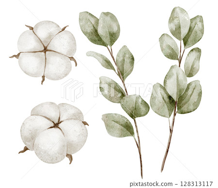 Watercolor illustration of Cotton flowers and Eucalyptus leaves in pastel green and white colors. Botanical drawing of delicate branches and plants for baby shower invitations or wedding greeting card Watercolor illustration of Cotton flowers and Eucalyptus leaves in pastel green and white colors. Botanical drawing of delicate branches and plants for baby shower invitations or wedding greeting card 128313117