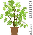 Indoor monstera plant in a brown pot, with branched stems and bright green leaves on an isolated background 128313303