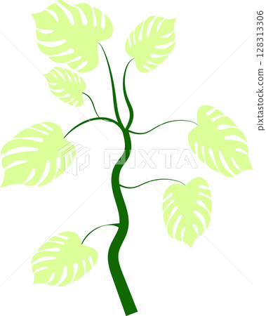 Monstera bush with green leaves on stem on isolated background Monstera bush with green leaves on stem on isolated background 128313306