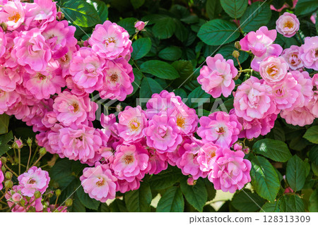 Beautiful pink cup-shaped rose flower blooming in a rose garden 128313309