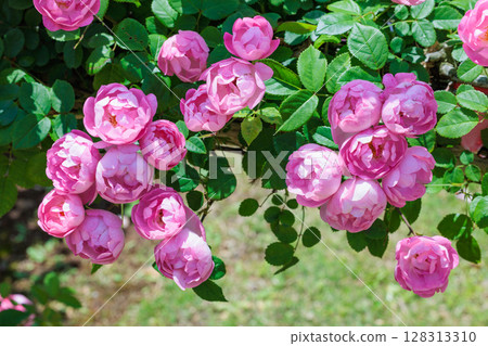 Beautiful pink cup-shaped rose flower blooming in a rose garden 128313310