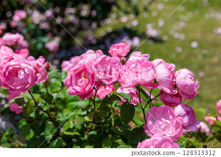 Beautiful pink cup-shaped rose flower blooming in a rose garden Beautiful pink cup-shaped rose flower blooming in a rose garden 128313312