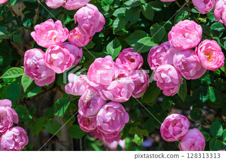 Beautiful pink cup-shaped rose flower blooming in a rose garden Beautiful pink cup-shaped rose flower blooming in a rose garden 128313313