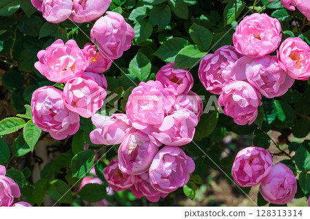玫瑰園裡盛開的美麗的粉紅色杯狀玫瑰花 玫瑰園裡盛開的美麗的粉紅色杯狀玫瑰花 128313314