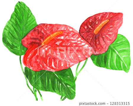 水彩畫紅掌 25711pix7 水彩畫紅掌 25711pix7 128313315