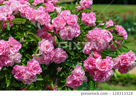 玫瑰園裡綻放著美麗的粉紅玫瑰 128313328